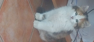 Kaly