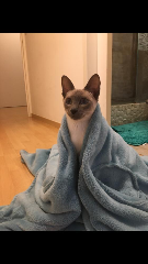 Nala