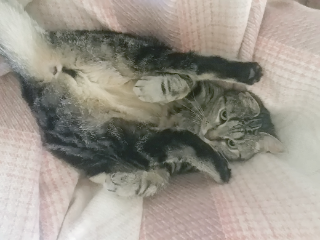 Lili