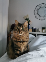 Olly