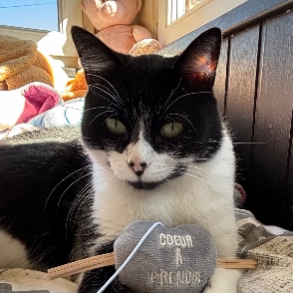 Minou