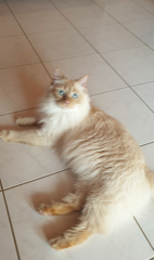 Moumoune