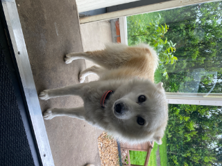 Simba