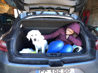 Samy (chien de ma soeur)