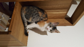 Kitty