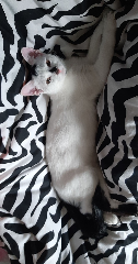 KIMSA