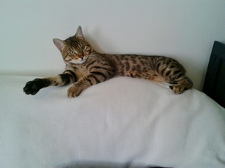 Suky