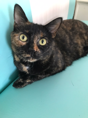 Nalla