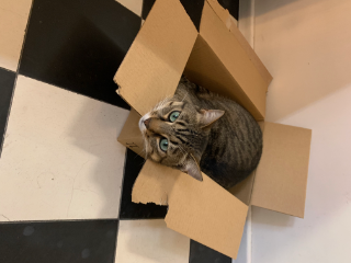 Tobias
