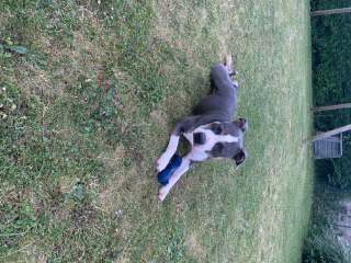 Nelka