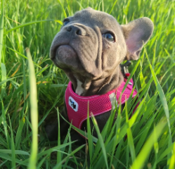 Taïa