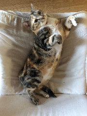 Maïa