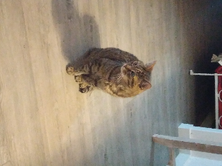 timinou