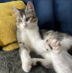 Miaouss