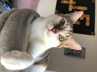 Floki