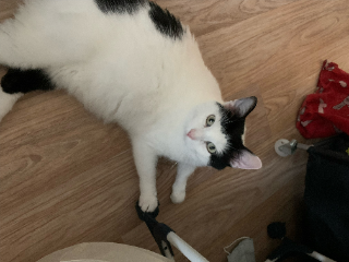 pepito