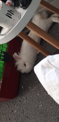 Yuki
