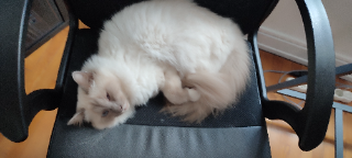 Phoebe