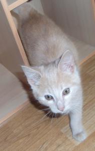 Findus
