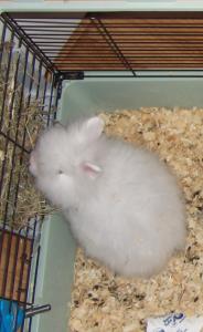Boule de Neige
