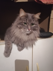 Picka