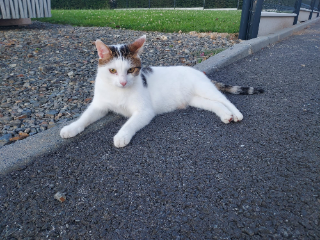 Miko