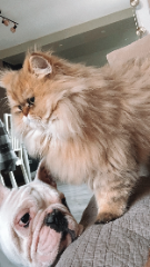 Simbââ