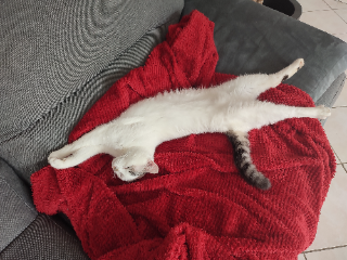 Maya