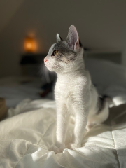 Juliette