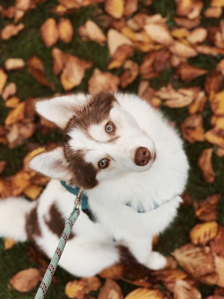 Maya