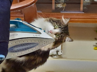 Simba