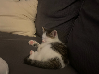 Nina