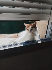 Lili