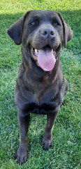 NELLA