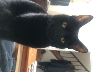 Maya