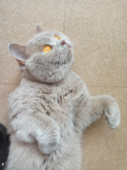Prince