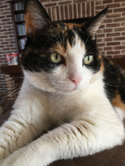 Cannelle