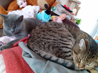 Boubou