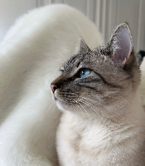 Taïko