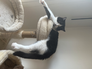 Mimi