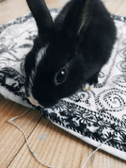 Hoshi
