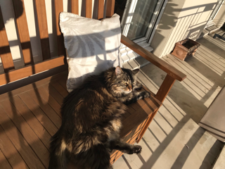 Oscar
