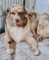 Baloo