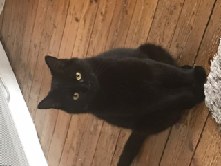Stella