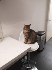 Billu
