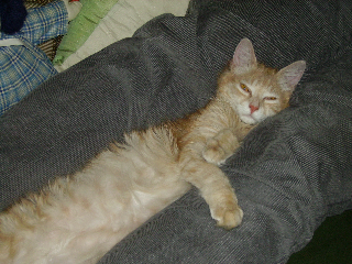 Cannelle
