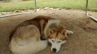 Igloo