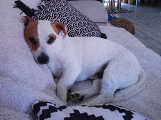 Tobby