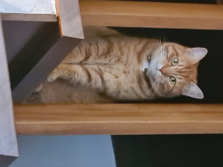 grichka