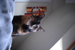 Cerise